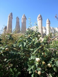 Tufové sloupy rostou i z kdoulových keřů