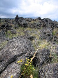 Horská květena na lávových polích
