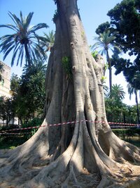 Arboretum v Murillově parku