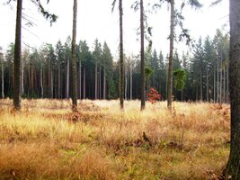 Cesta zlatými podzimními lesy