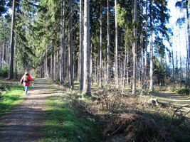 a lesy byly prozářeny sluncem