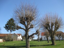 Vrbová náves v Újezdě u Kasejovic