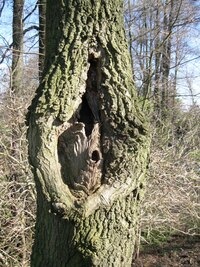 Strom s klokaní kapsou