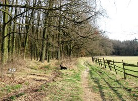 Tady se k nám přidali psi (a příbuzní),