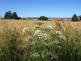 krajem, vonícím pokročilým létem