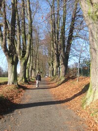 a pak alejí s opadanými listy