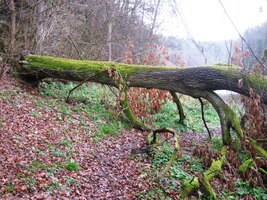 a často s překážkami