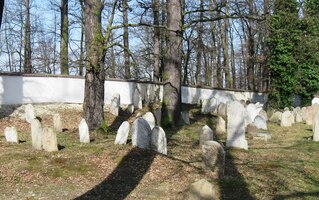 nádherně prosvětlený ranním sluncem