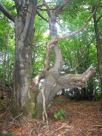 a v lese zase tajemné staré stromy