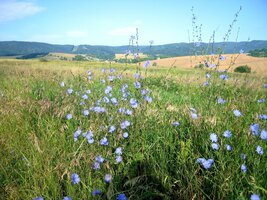 a planiny byly plné kvítí