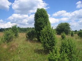 a vypadalo to místy jako anglický park