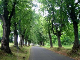 A tohle je alej Jana Pavla II.