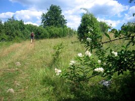 Kvetly i keře a stromy