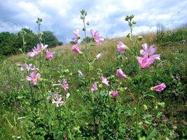 Slez - nikoliv vzácný, ale jen krásný