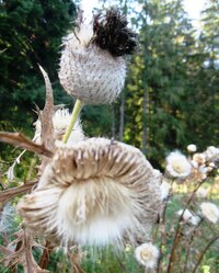 Příroda si tu pěstuje opiáty