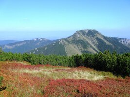 A zase Bobrovec, tentokrát se šarlatovou dekorací