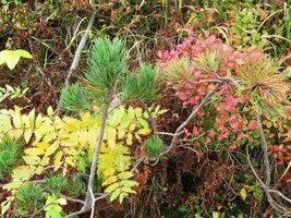 a barvy přírody jsou přepestré