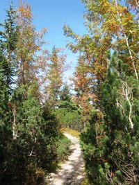 o stromech ani nemluvě