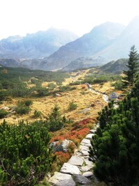 mezi keři kosodřeviny