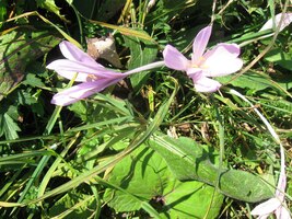 ale jinak to byla rajská zahrada