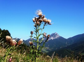 a i bodláky tu byly dekorativní