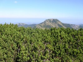 Bobrovec klečí za klečí,