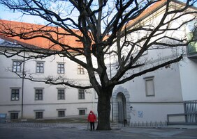 Na tom druhém mají mohutný strom