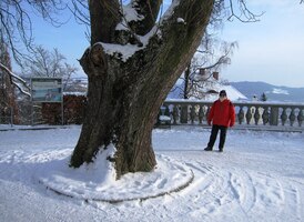 Z vyhlídkové rampy u památného stromu