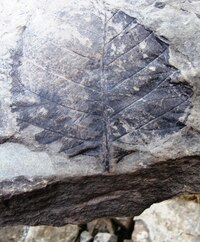 Kamenný lístek, krásný což ?