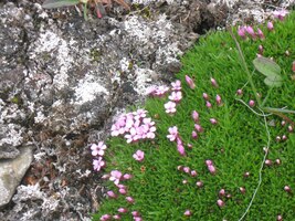 Níže se ale objevily květiny
