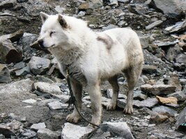 Co tomu říkáš, psice ?