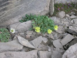 Horská flora se ale výšek neleká