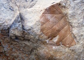 Vznikly v břidlici tlakem ledovce