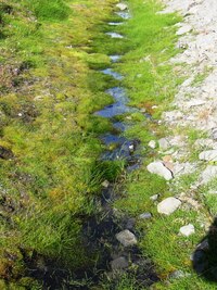 Mezi mechy a lišejníky jsou i sporé trsy trávy