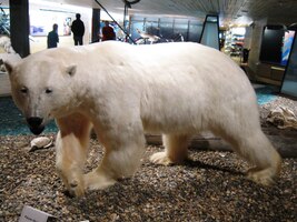 ale hlavně polárnímu medvědovi (Ursus arctos)