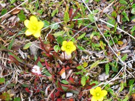 Celá plejáda horských květů