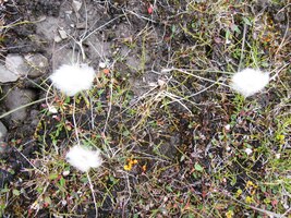 včetně těchto ochmýřených "pcháčů"