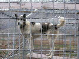 Tohle je asi vůdce smečky