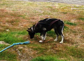 Naše štěně Vega je přece jen ale zneklidnilo