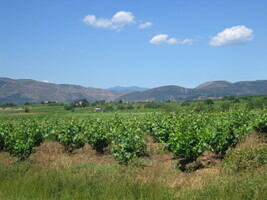 Místní víno je opravdu světoznámé,