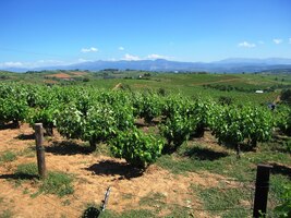 Dnes je centrem vinařství,