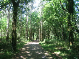 Cesta eukalyptovými lesy