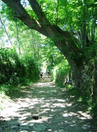 a procházel jsem lesy dubů a jedlých kaštanů