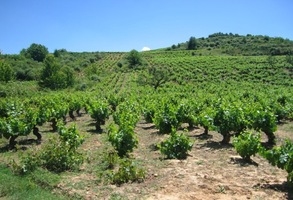 neb kraj Bierzo je samá vinice