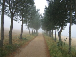 Tento ranní "umělecký" snímek stvořila mlha