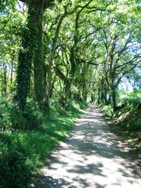 V lesích přibývá eukalyptů