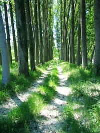 Jen chvíli pak jdete lesem,