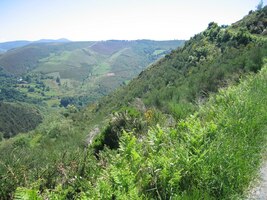 království s hrobem Jakubovým