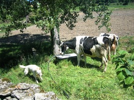 té nejstarší a nejprochozenější