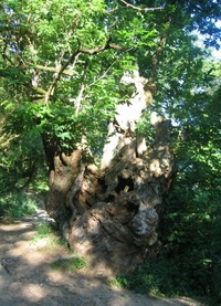 A zase ti kaštanoví obři!